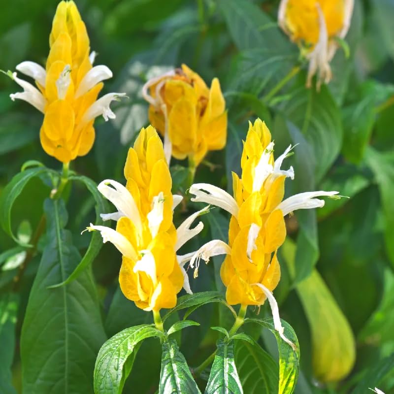 2 Live Shrimp Plant for Growing, 3 to 5 Inc Tall, Yellow Shrimp Plant Pot, Shrimp Live Plant, Shrimp Plants Live Indoor Outdoor