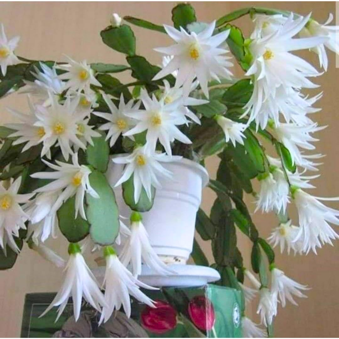 Easter Cactus Plants Live, Spring Bloom, Cold Hardy, 5-9" in Tall, No Pot, Starter Holiday Cactus Plant for Indoor Outdoor Houseplants (White)