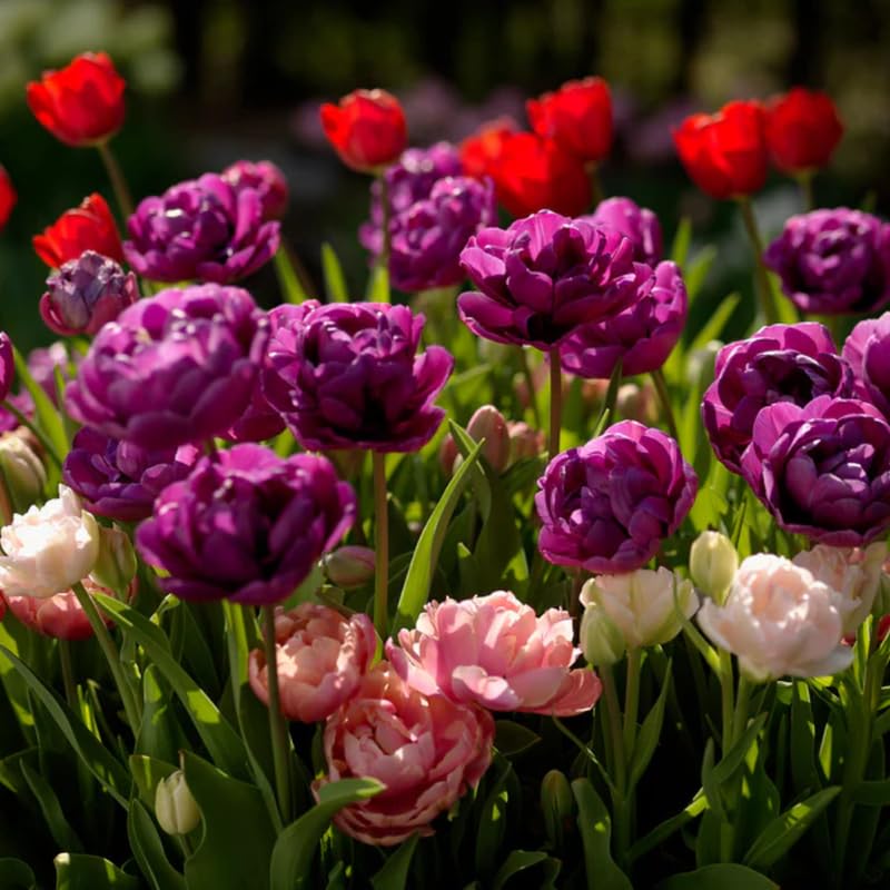 Tulip Bulbs for Planting, 20 Double Peony Tulip Bulbs Mixed Colors, Ready to Grow Perennial Tulips