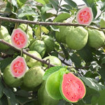Sweet Guava Tree Live Plant, 2-3 Feet Tall in Gallon Pot, Grafted and Well Rooted, Ready to Bear Fruit, Large Guava Trees for Planting, 2-3 Years Old