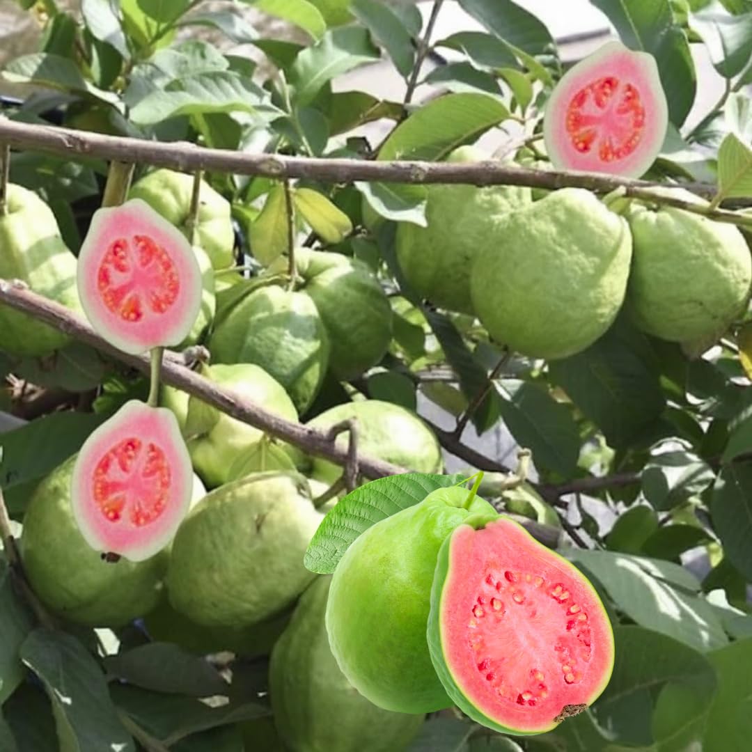 Sweet Guava Tree Live Plant, 2-3 Feet Tall in Gallon Pot, Grafted and Well Rooted, Ready to Bear Fruit, Large Guava Trees for Planting, 2-3 Years Old