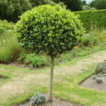 2 Live Bay Laruel Trees Sweet Bay Laurus Nobilis Plants, Bay Leaf Tree, True Laurel for Planting, 5-10 Inches in Tall