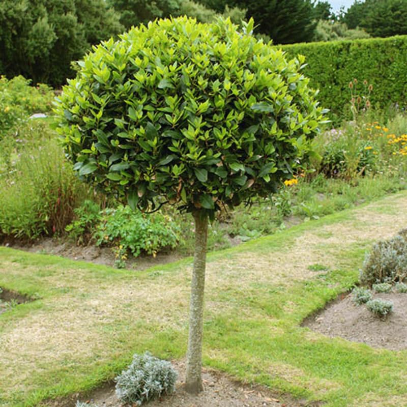 2 Live Bay Laruel Trees Sweet Bay Laurus Nobilis Plants, Bay Leaf Tree, True Laurel for Planting, 5-10 Inches in Tall
