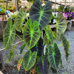 Colocasia Live Plant, 4-8'' Tall, Elephant Ear Plant, Esculenta Taro Alocasia Housplant, Indoor Outdoor Planting (Black Purple)
