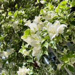 Sets 3 Climbing Bougainvillea Plants Live for Full Sun Trellis Tree, Shrub or Vine Bougainvillea Vibrant Bloom, Very Hardy, 5-9" Tall, White