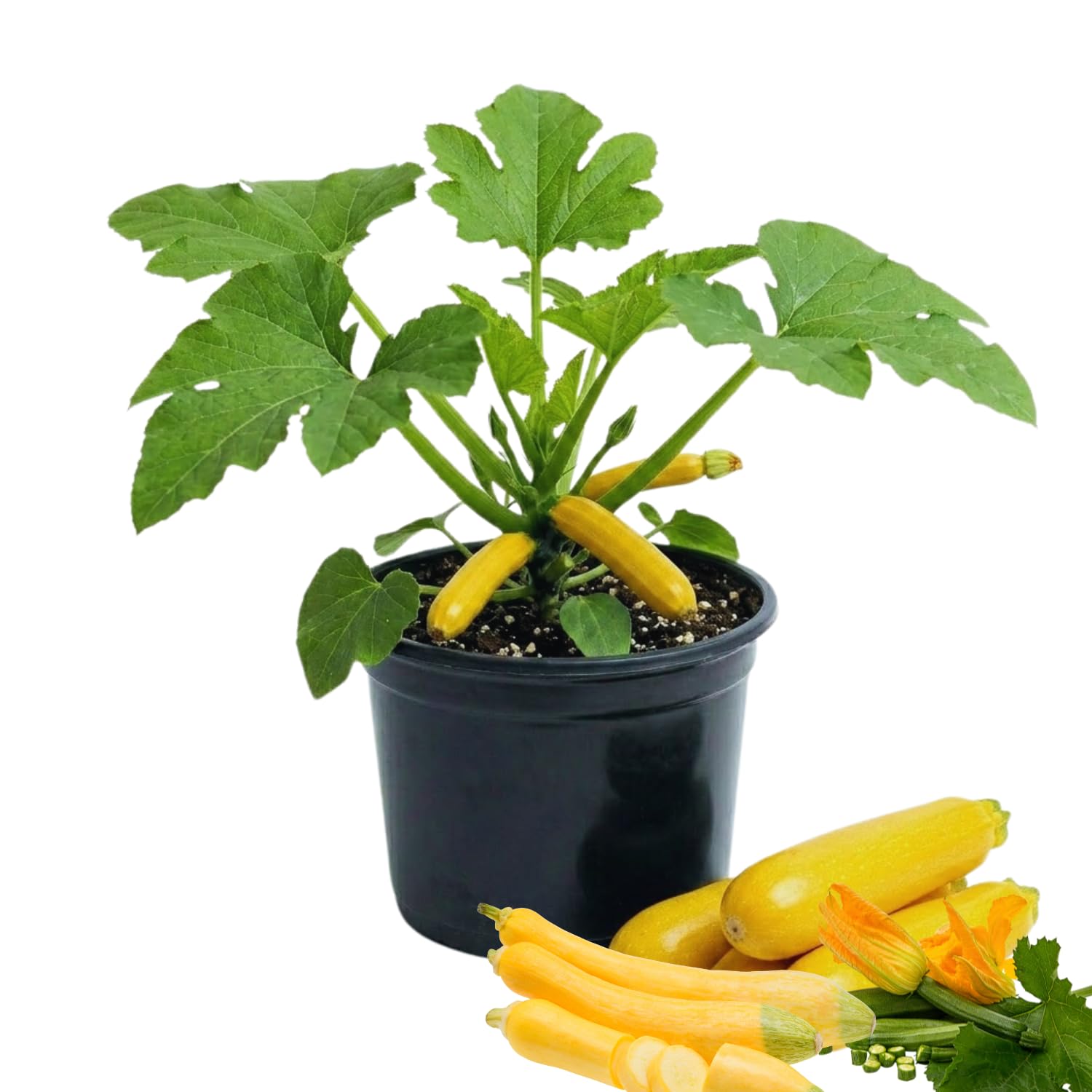 2 Live Zucchini Plants, Summer Squash Plants Live, Vegetable Plant Seedlings for Home Garden, Backyard Garden, Outdoor Planting, 4–6 Inches in Height (Yellow)