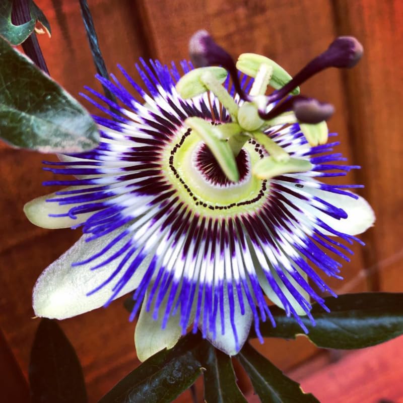 Pack 2 Passion Flower Plants Live, Passiflora Vine Well-Rooted, 5-7 Inch Tall Climbing Vine for Garden Trellises and Fences, No Pot (Blue Passion Flower)