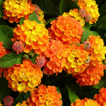 Set 4 Trailing Lantana Plants Live for Planting, Fragrant Lantana Live Plant to Grow Indoor Outdoor, Lantana Flowers Perennial, 4-8" Tall (Orange Lantana)