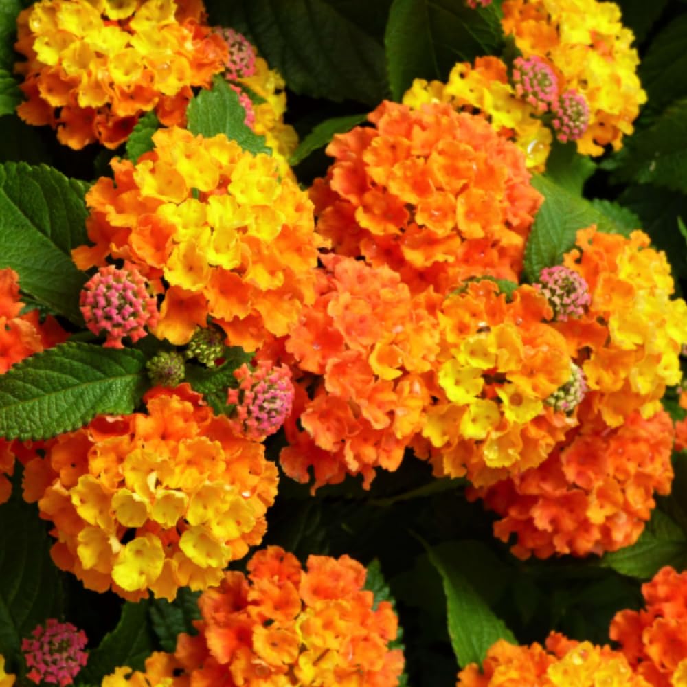 Set 4 Trailing Lantana Plants Live for Planting, Fragrant Lantana Live Plant to Grow Indoor Outdoor, Lantana Flowers Perennial, 4-8" Tall (Orange Lantana)