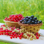 Currant Plant Live, Red Currant Bush Live Plant for Planting, 6 to 8 Inc Tall (Red)