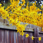 Forsythia Plant Live, 6 to 12 Inches, Lynwood Gold Forsythia Bush Live Plant for Gardening Outdoor