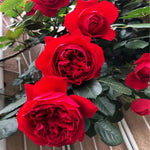 Deep Red Climbing Rose Live Plant, 6 Months Old Starter, Fragrant Purple Climbing Roses for Planting Outdoor, No Pot