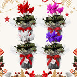 2 Random Cyclamen Plants Live in 4" Pot, Already Bloom in Vibrant Color, Easy to Care for Indoor or Garden Flowering Houseplant