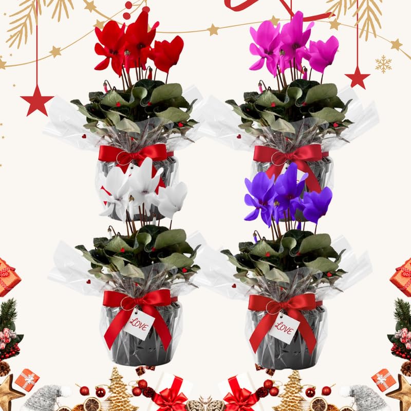 2 Random Cyclamen Plants Live in 4" Pot, Already Bloom in Vibrant Color, Easy to Care for Indoor or Garden Flowering Houseplant