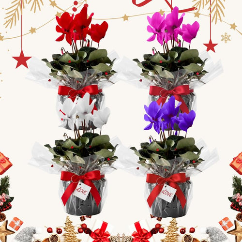 2 Random Cyclamen Plants Live in 4" Pot, Already Bloom in Vibrant Color, Easy to Care for Indoor or Garden Flowering Houseplant