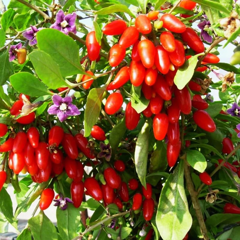 Pack 2 Red Goji Berry Plants Live, Sweet Goji Berry Perennial Garden Simple to Grow, Berry Fruit Tree for Gardening