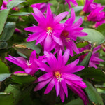 Pink Easter Cactus Plants Live, 4 to 6 Inch Tall Easter Cactus Plants Live Indoor Garden, Live Easter Cactus Flower Plant, Spring Cactus Live Houseplant, Easter Cactus
