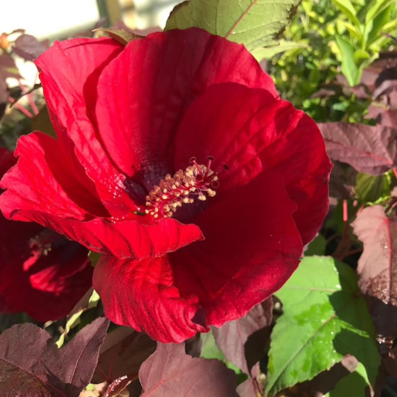 Hibiscus Plants Live, 02 Cranberry Hibiscus Live Plants, Pink Hibiscus Plants, 4 to 6 Inches Tall, Hibiscus Flowers Plants for Gardening Outdoor Indoor