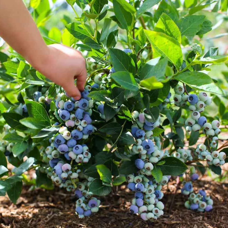 2 Blueberry Trees Live Plant for Planting, 5-10" Tall, Blueberry Plant Live, Sweet Blueberry Bush Live Plant, Large Blueberries Fruit Bareroot (Misty Blueberry)