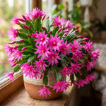 Easter Cactus Plant Live, Pink Easter Cactus, 2 Inches Pot, 3-5 Inches Tall, Indoor Flowering Succulent for Homes, Offices and Container