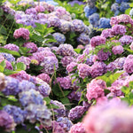 Hydrangea Plant Live Tree, Blooming Garden Bush Hardy Hydrangea Shrub, Pink to Blue Purple Flowering Plant Indoor Outdoor Well-Rooted 5-9 Inc Tall, Stater Plant