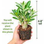 Pink Desert Rose Live Plant, Adenium Succulent, 4-6" Tall