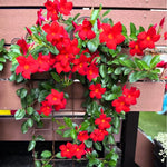 2 Red Mandevilla Plants Live, Trailing Mandevilla Vine for Outdoor Planting, 4-6 Inch Tall Live Flowering Vine for Trellis or Containers