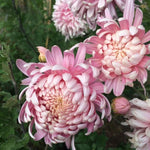 Light Pink Chrysanthemum Plant, Set 2 Light Pink Mums Plants Live, Hardy Perennial Mum Live Plant, 3 to 6 Inch Tall Garden Mum Starter Plants for Garden Beds, Containers, Vibrant Fall Blooms, No Pot
