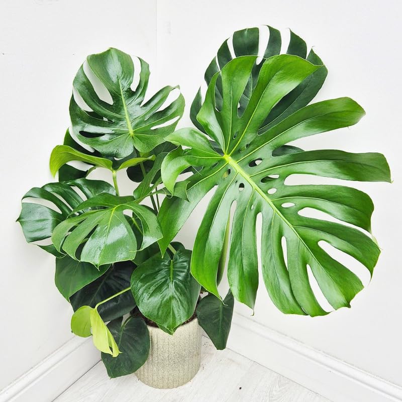 Rare Monstera Plant, Monstera Live Plant Fully Rooted, Ready to Grow Philodendron 4-8 Inches, Live Houseplants, Indoor Plants (Split-Leaf Monstera)