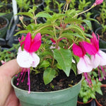 Pack 2 Fuchsia Plants Live, Pink White Flower Fuchsia Plant, 3 to 5 Inches Tall, Fuchsia Live Plant, Live Fuchsia Plant, Fuchsia Plant Pot for Growing Outdoors Indoors