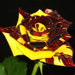 Striped Yellow Climbing Rose Live Plant, 6 Months Old Starter, Fragrant Purple Climbing Roses for Planting Outdoor, No Pot