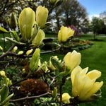 Yellow Magnolia Tree in Gallon Pot, Live Flowering Magnolia Tree, Hardy Ornamental Shade Trees with Fragrant Blooms
