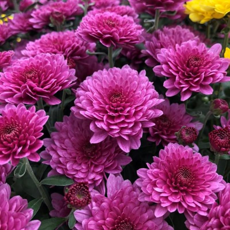 Pack 3 Purple Chrysanthemum Plants, Mums Plants Live, 3 to 6 Inch Tall Garden Mum Live Plant, Vibrant Fall Blooms, Hardy Chrysanthemum Flowers, No Pot