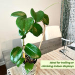 Hoya Quinquenervia Live Plant, Hoya Plants Live Houseplants, Five Veined Foliage, Hoyas Live Plant for Home Decoration, 5 to 7 Inches Tall