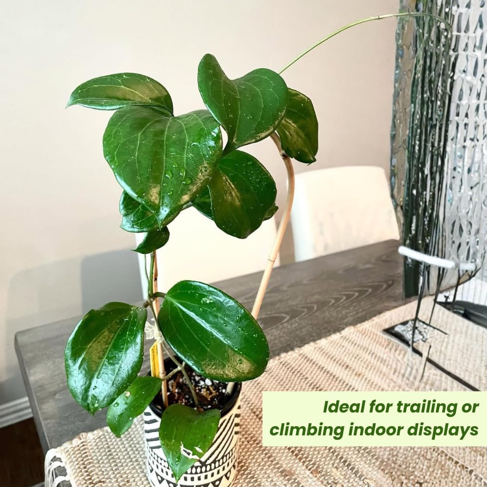 Hoya Quinquenervia Live Plant, Hoya Plants Live Houseplants, Five Veined Foliage, Hoyas Live Plant for Home Decoration, 5 to 7 Inches Tall