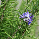 Set of 3 Blue Rosemary Plants Live, 4-8" Tall Fragrant Rosemary Herb Plant for Outdoor Garden and Containers, Well-Rooted Plants