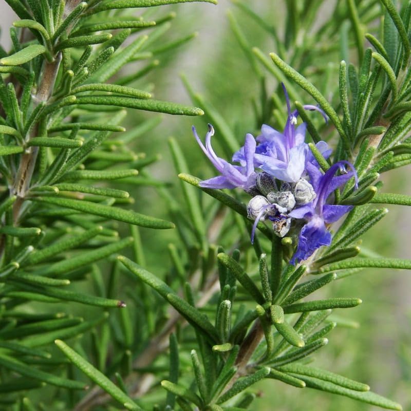 Set of 3 Blue Rosemary Plants Live, 4-8" Tall Fragrant Rosemary Herb Plant for Outdoor Garden and Containers, Well-Rooted Plants
