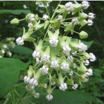 3 Light White Milkweed Plant Live, Asclepias Tuberosa Butterfly Bush, 4-8"