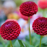 2 Dahlia Bulbs for Spring Planting, Dahlia Bulbs for Planting Indoor and Outdoor (Red)