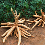 5 Cassava Yuca Cuttings, Sweet Manihot Stems, 6-8 Inch Unrooted for Planting Outdoor, Cassava Roots Plants
