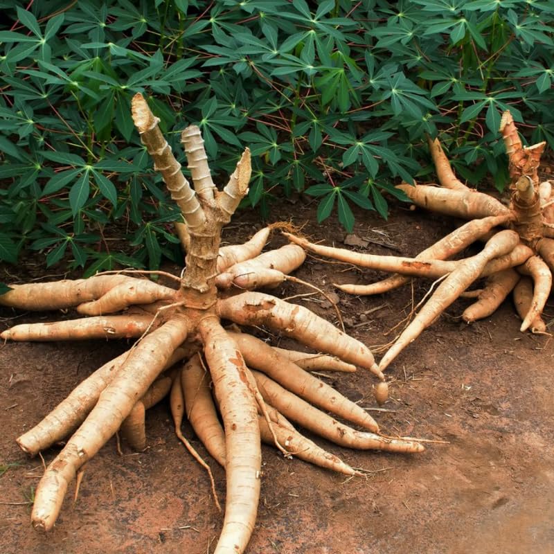 5 Cassava Yuca Cuttings, Sweet Manihot Stems, 6-8 Inch Unrooted for Planting Outdoor, Cassava Roots Plants