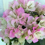 Combo 2 Bougainvillea Plants Live Trees, Outdoor Bougainvillea Plant for Trailing Flowering Vines or Bush Tree, 5-10” Tall, Well-Rooted Bougainvillea (Pink White)