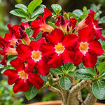 Red Desert Rose Live Plant, Adenium Succulent, 4-6" Tall