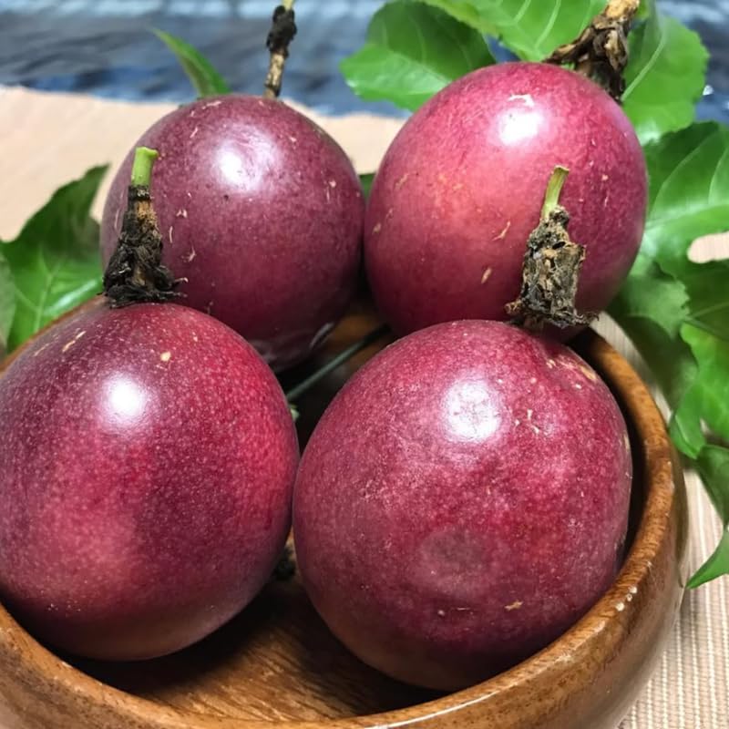Purple Passion Fruit Plant Live, Tropical Fruit Vine for Planting, 5-10" Tall, Sweet Edible Fruits