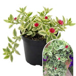 Variegated Baby Sun Rose Plant Live 4" Pot, Variegated Ice Succulent Plant for Indoor Outdoor Growing
