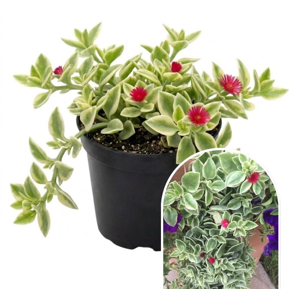 Variegated Baby Sun Rose Plant Live 4" Pot, Variegated Ice Succulent Plant for Indoor Outdoor Growing