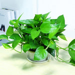 Live Pothos Plant, Pothos Live Plant from 5 to 7 Inc Tall, Houseplant Plant Gardening, 4 Inc Pot (Green)