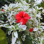 Hardy Hibiscus Plant Live, Variegated Red Hibiscus Tree Live Plant from 8 to 10 Inches Tall, Perennial Hibiscus Flower