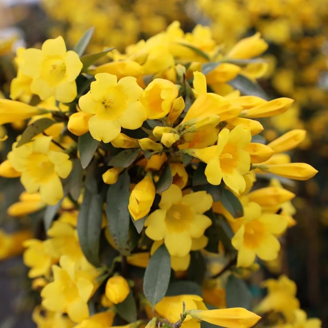 2 Carolina Jasmine Plants Live, Climbing Jasmine Indoor Outdoor Live, Fragrant, 5-9" in Tall, No Pot, Hardy and Fast-Growing