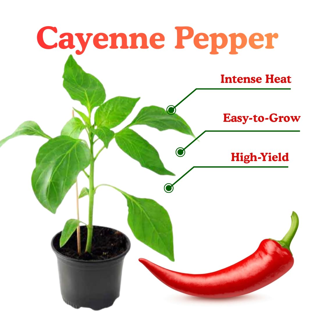 2 Long Thin Pepper Live Plants Per Pot, 100 Days Old Pepper Plant Well Rooted Seedlings, Hot Peppers for Year Round Harvesting